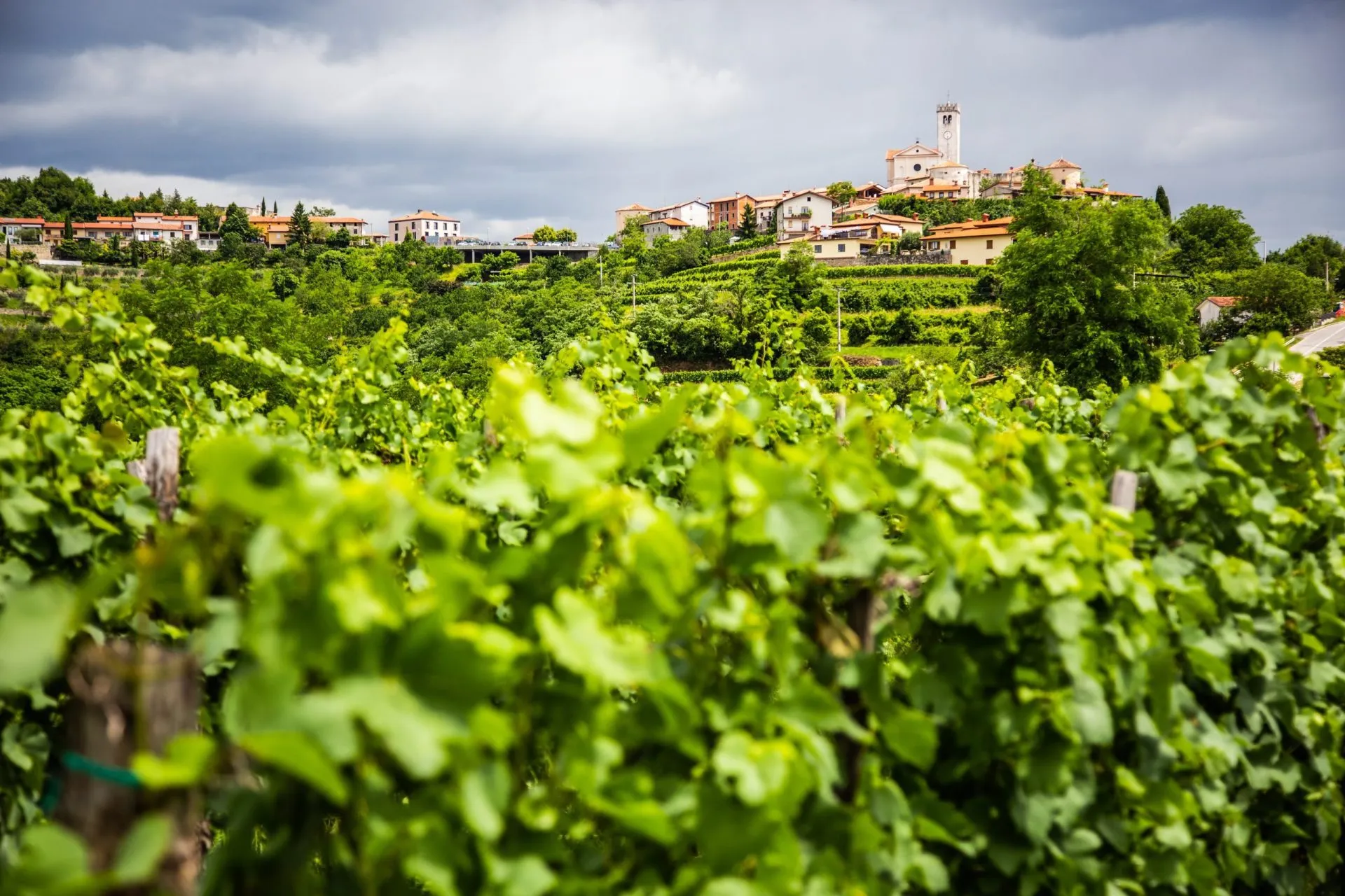 Explore the goriška brda Vineyards