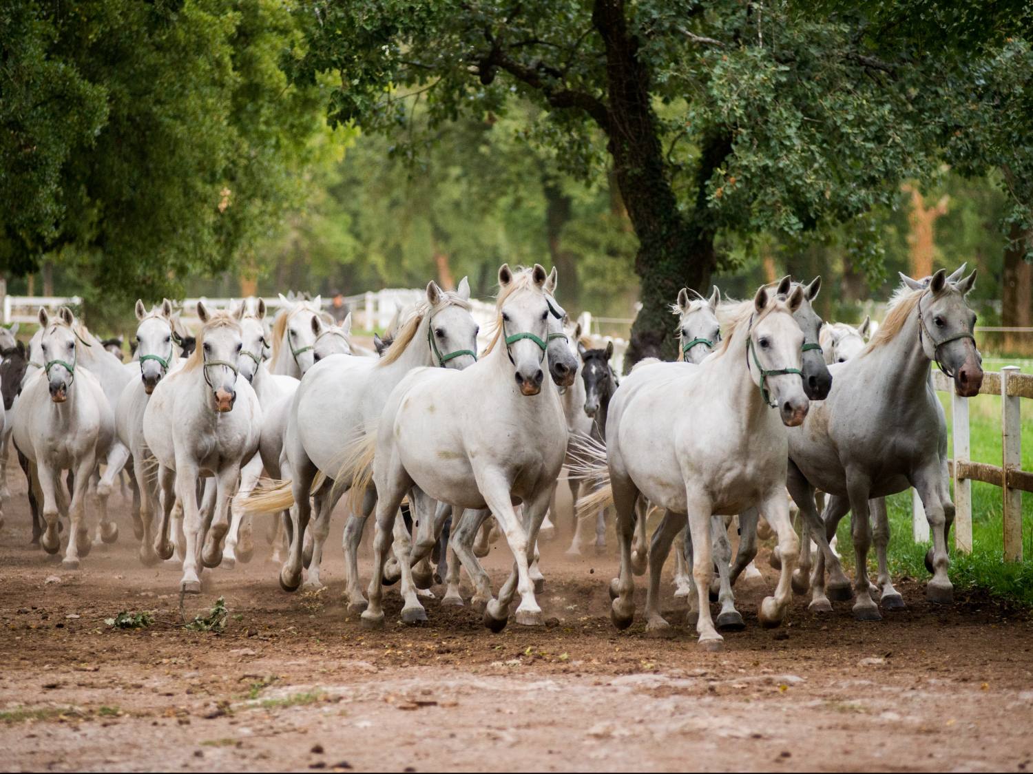 Lipica Stud Farm