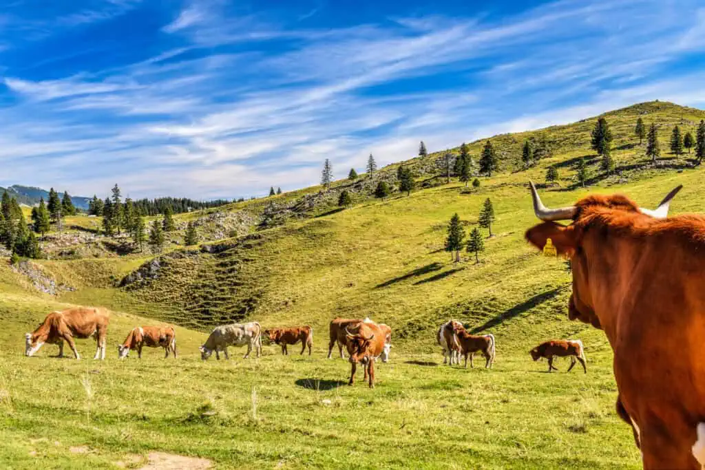 Take Photos of One of Slovenia’s Most Iconic Landscapes