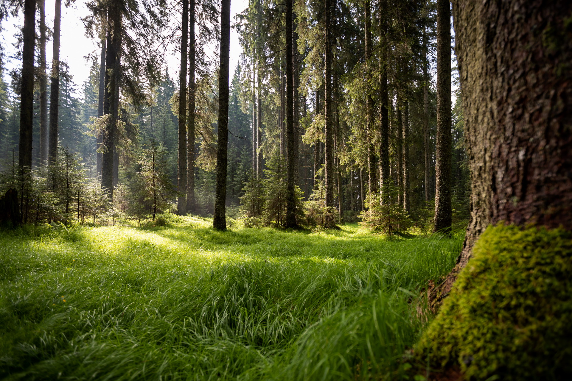 Discover Pokljuka Plateau