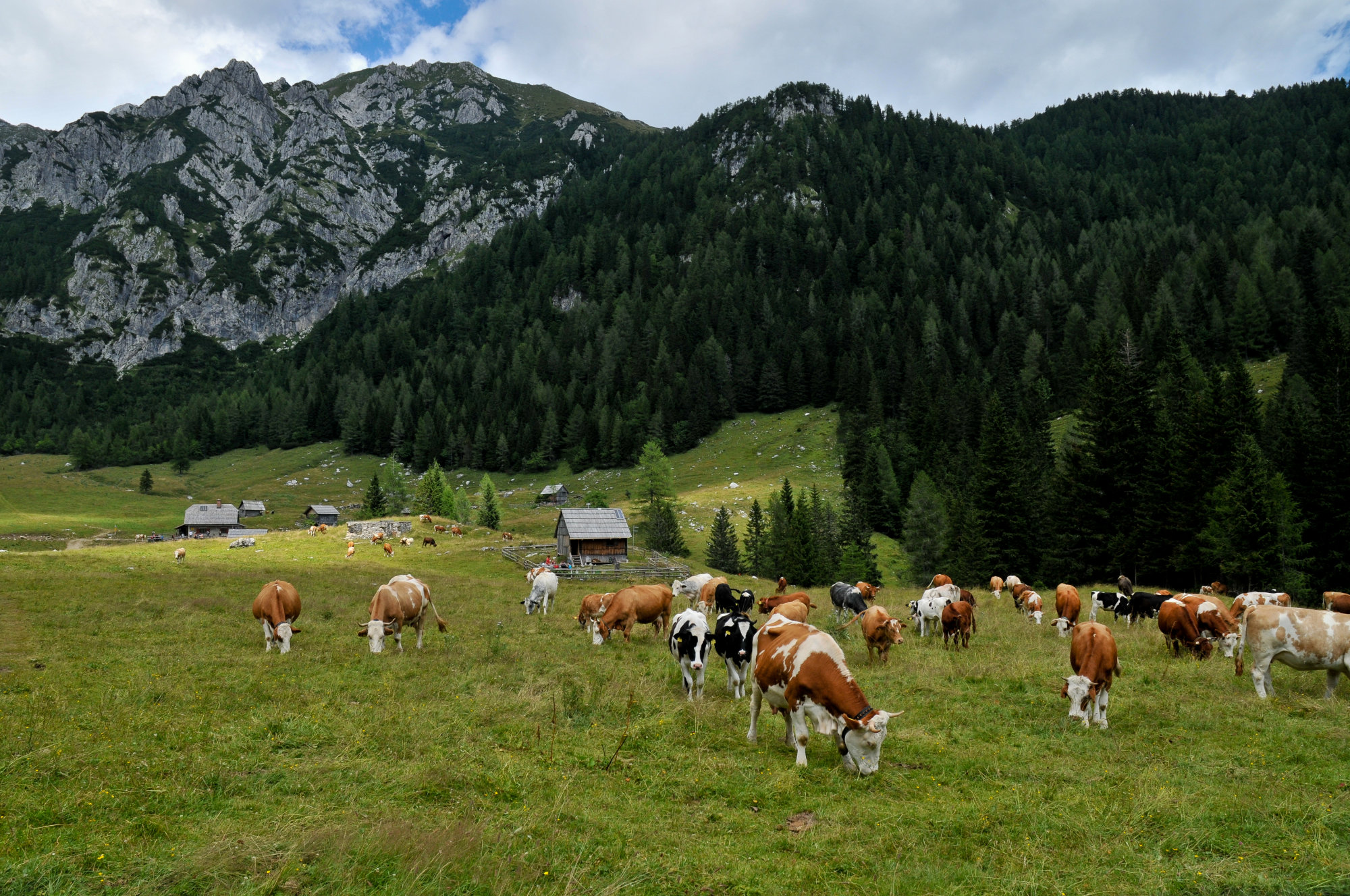 Pokljuka Mountain Pastures