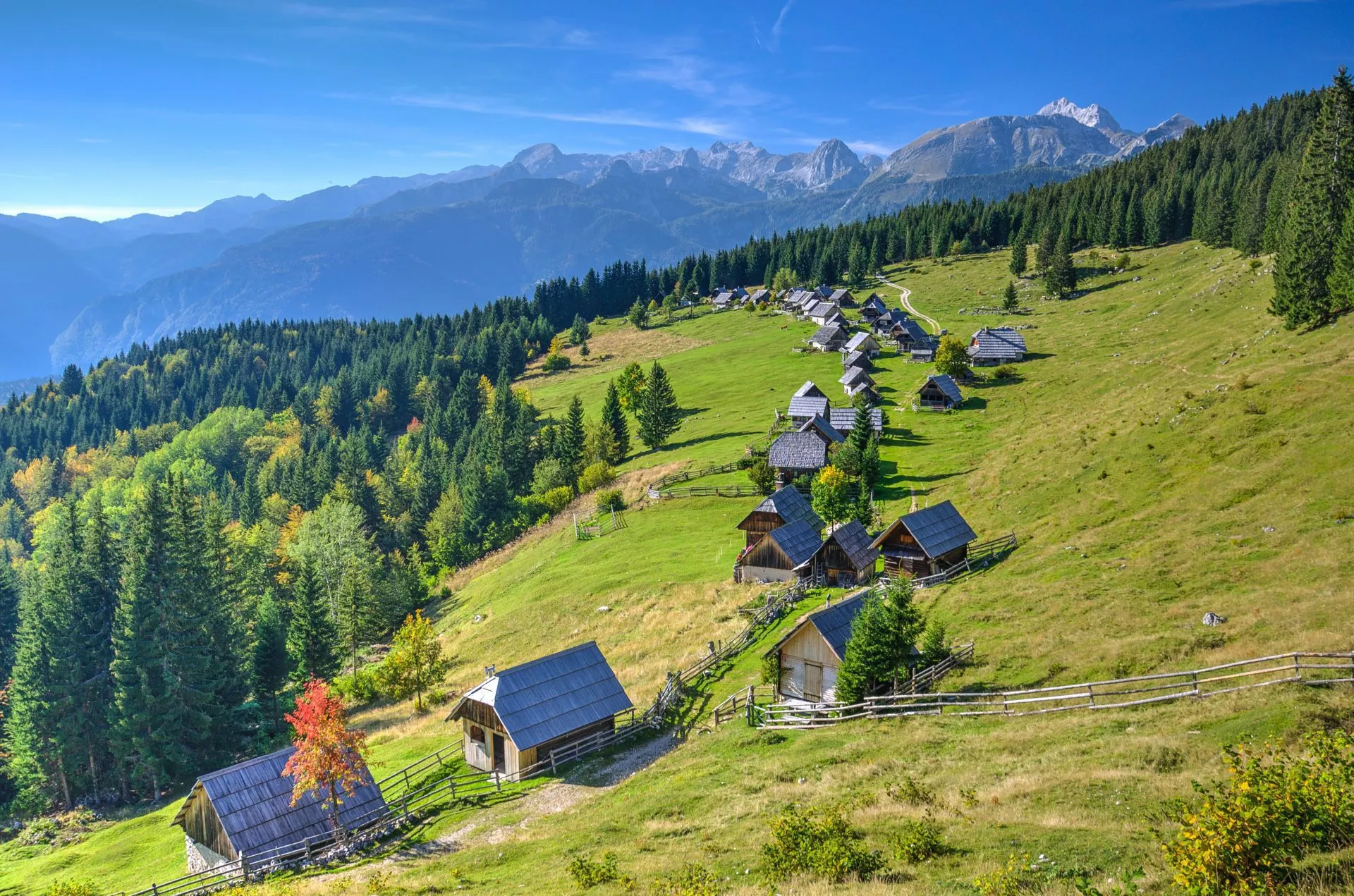 Pokljuka Mountain Pastures